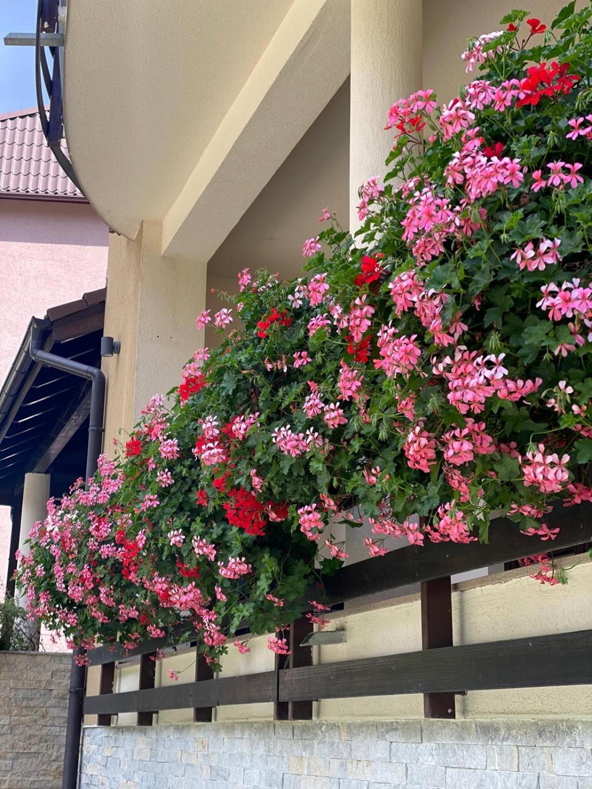 Poiana Ski Residence Apartment 5 โปยานาบราซอฟ ภายนอก รูปภาพ